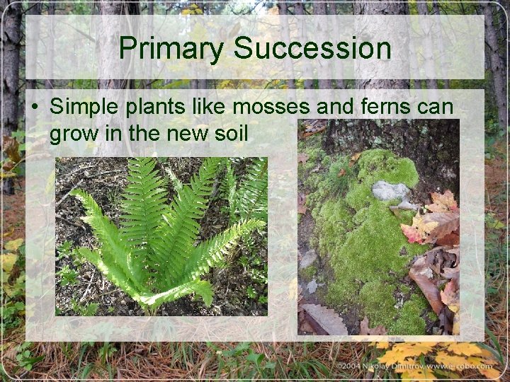 Primary Succession • Simple plants like mosses and ferns can grow in the new