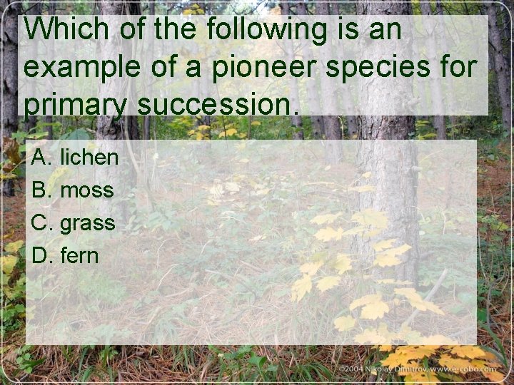 Which of the following is an example of a pioneer species for primary succession.