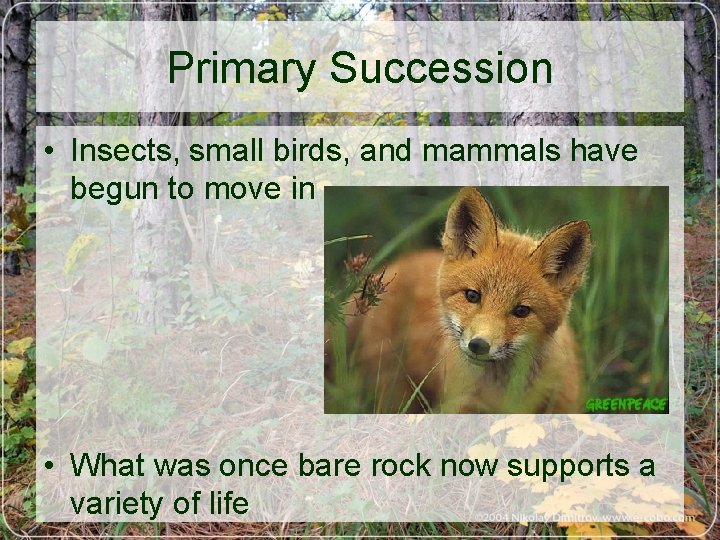 Primary Succession • Insects, small birds, and mammals have begun to move in •