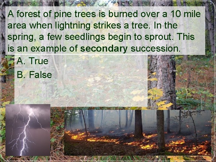 A forest of pine trees is burned over a 10 mile area when lightning