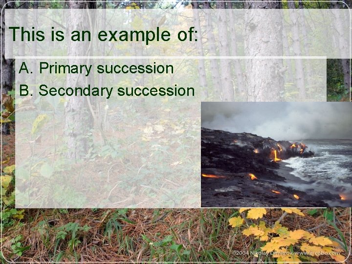 This is an example of: A. Primary succession B. Secondary succession 