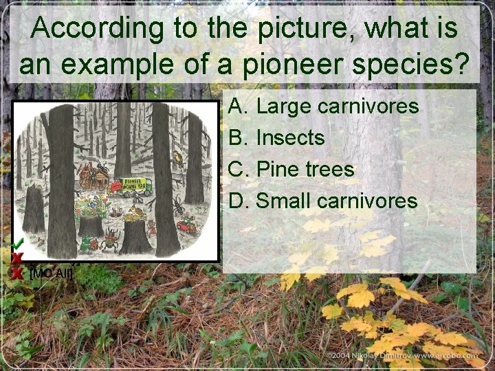 According to the picture, what is an example of a pioneer species? A. Large