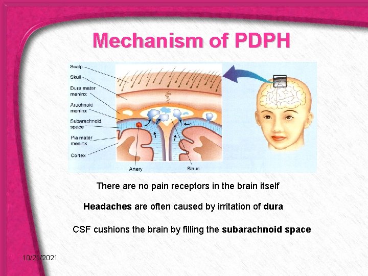 Mechanism of PDPH There are no pain receptors in the brain itself Headaches are