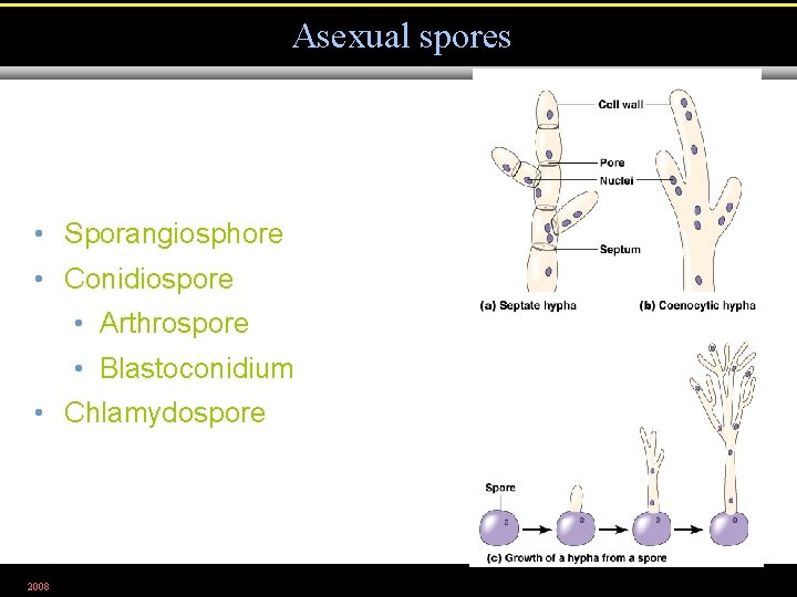 Asexual spores • Sporangiosphore • Conidiospore • Arthrospore • Blastoconidium • Chlamydospore 2008 Figure