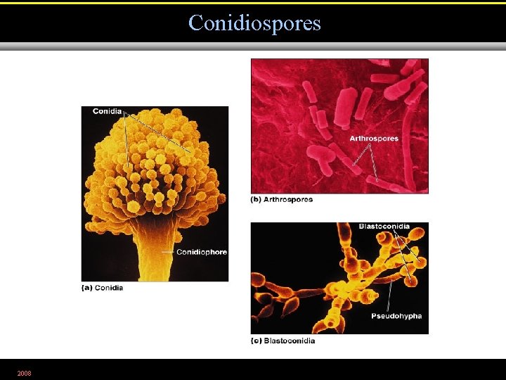 Conidiospores 2008 Figure 12. 5 
