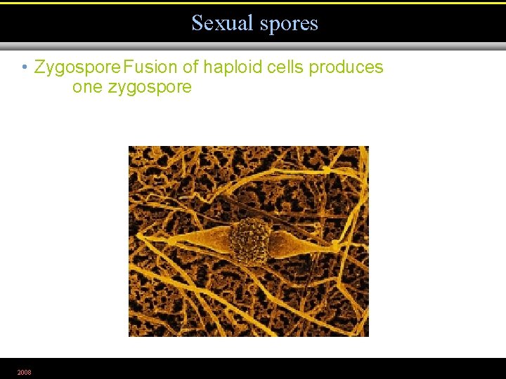 Sexual spores • Zygospore Fusion of haploid cells produces one zygospore 2008 Figure 12.