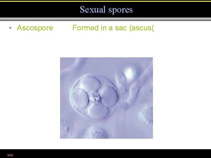 Sexual spores • Ascospore 2008 Formed in a sac (ascus( Figure 12. 7 