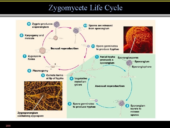Zygomycete Life Cycle 2008 Figure 12. 6 