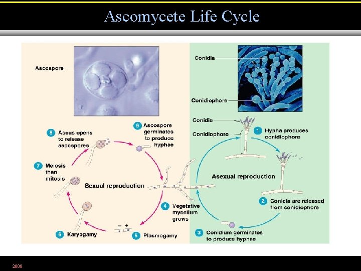 Ascomycete Life Cycle 2008 Figure 12. 7 