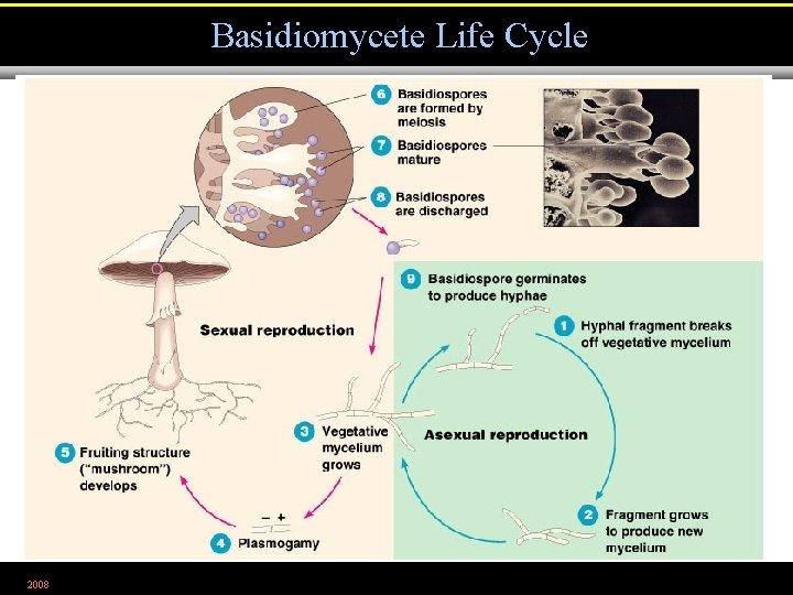 Basidiomycete Life Cycle 2008 Figure 12. 8 