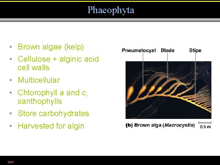 Phaeophyta • Brown algae (kelp) • Cellulose + alginic acid cell walls • Multicellular