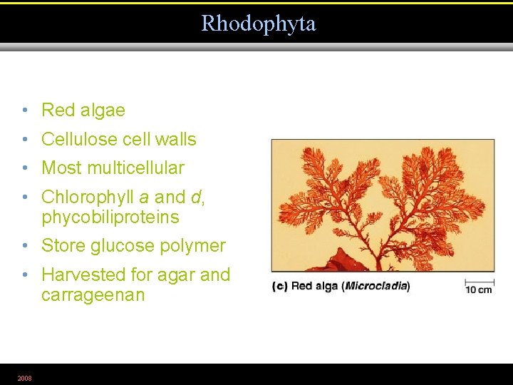Rhodophyta • Red algae • Cellulose cell walls • Most multicellular • Chlorophyll a