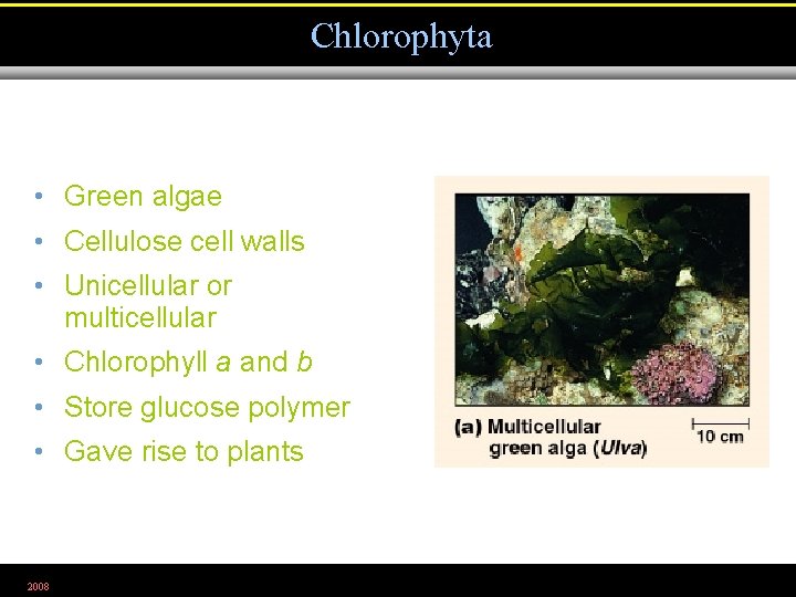 Chlorophyta • Green algae • Cellulose cell walls • Unicellular or multicellular • Chlorophyll