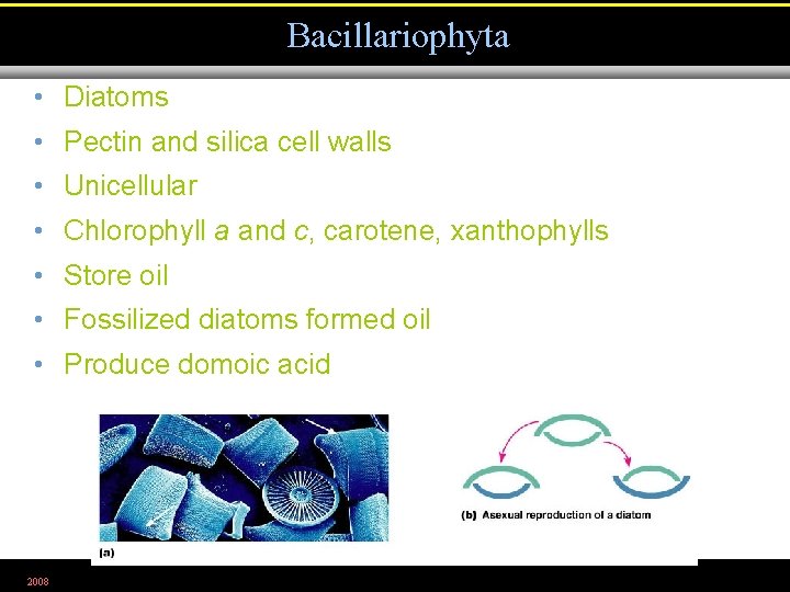 Bacillariophyta • Diatoms • Pectin and silica cell walls • Unicellular • Chlorophyll a