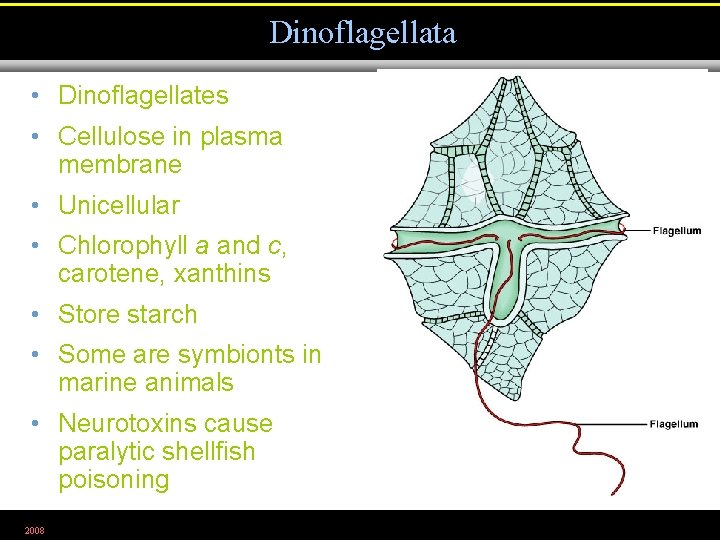 Dinoflagellata • Dinoflagellates • Cellulose in plasma membrane • Unicellular • Chlorophyll a and