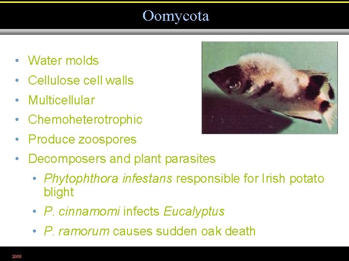 Oomycota • Water molds • Cellulose cell walls • Multicellular • Chemoheterotrophic • Produce