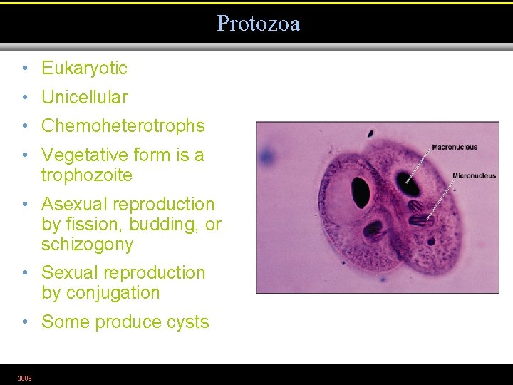 Protozoa • Eukaryotic • Unicellular • Chemoheterotrophs • Vegetative form is a trophozoite •