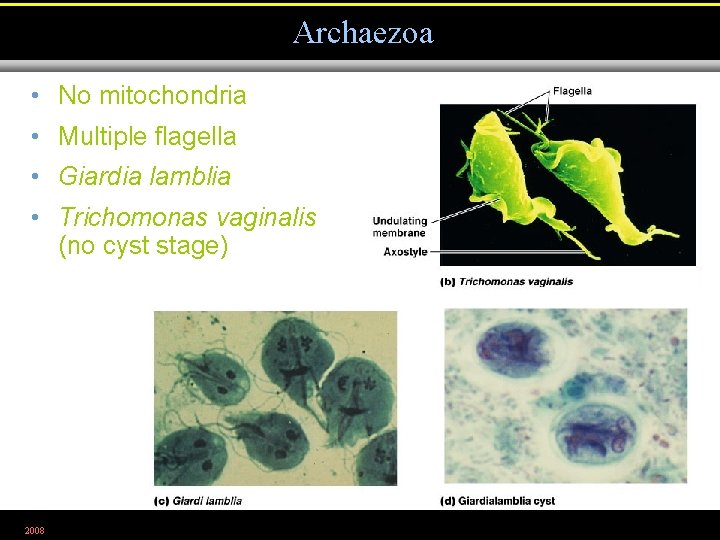 Archaezoa • No mitochondria • Multiple flagella • Giardia lamblia • Trichomonas vaginalis (no