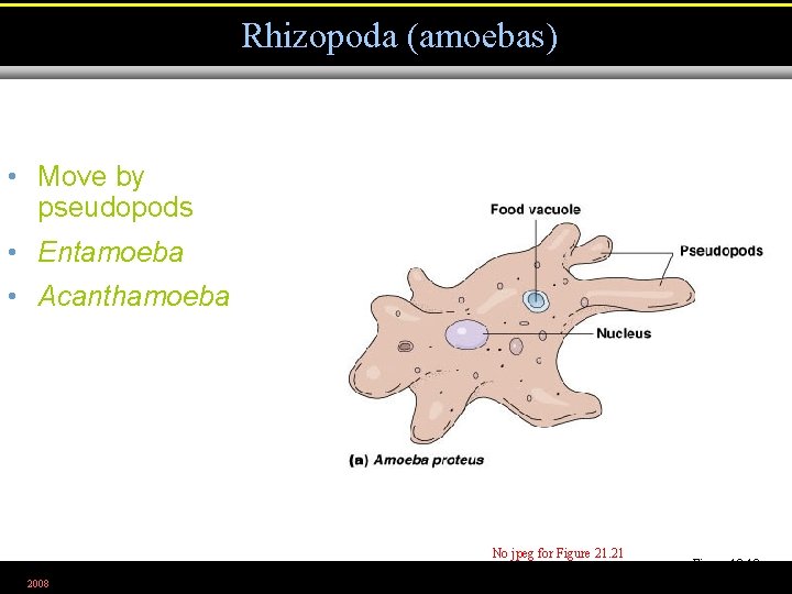 Rhizopoda (amoebas) • Move by pseudopods • Entamoeba • Acanthamoeba No jpeg for Figure