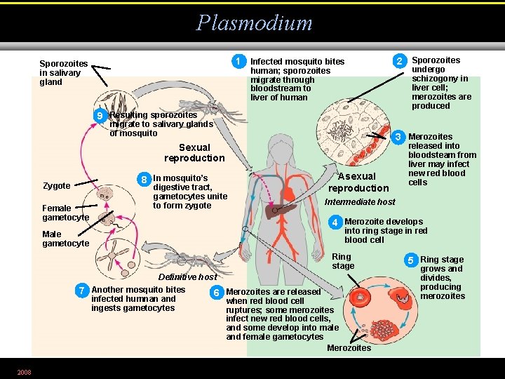 Plasmodium 1 Infected mosquito bites Sporozoites in salivary gland human; sporozoites migrate through bloodstream