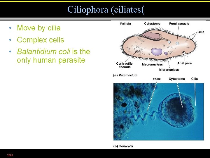 Ciliophora (ciliates( • Move by cilia • Complex cells • Balantidium coli is the