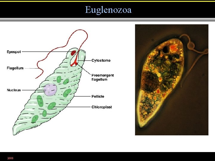 Euglenozoa 2008 Figure 12. 21 