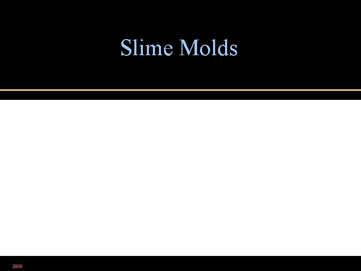 Slime Molds 2008 