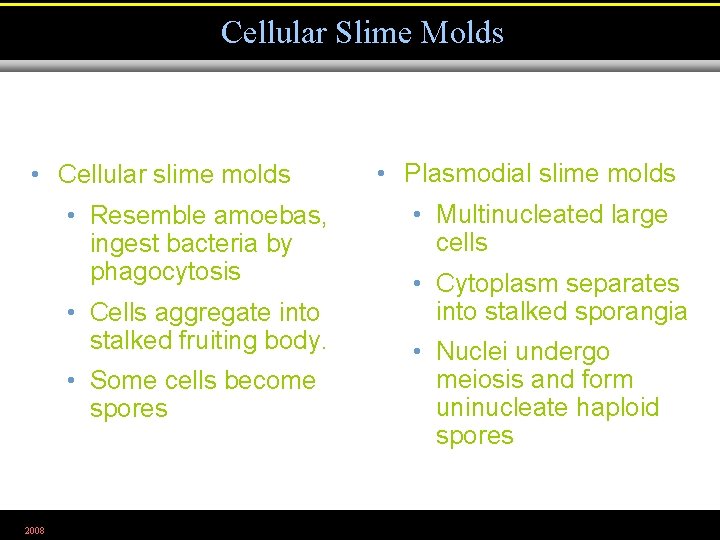 Cellular Slime Molds • Cellular slime molds • Resemble amoebas, ingest bacteria by phagocytosis