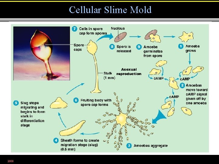 Cellular Slime Mold 2008 Figure 12. 22 