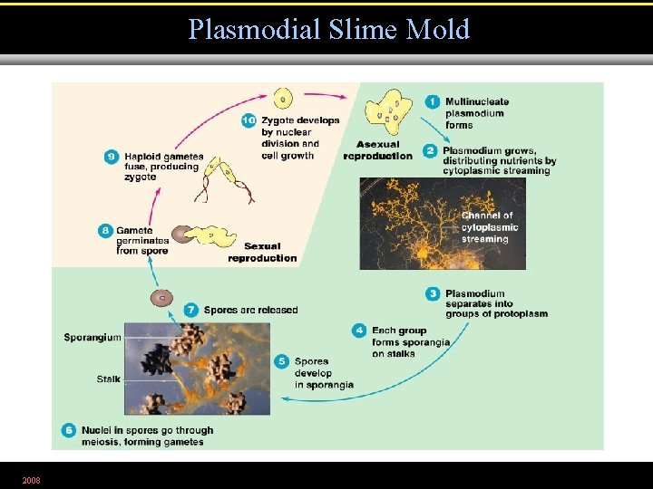 Plasmodial Slime Mold 2008 Figure 12. 23 