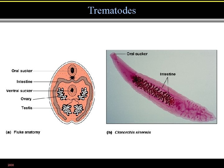 Trematodes 2008 Figure 12. 25 