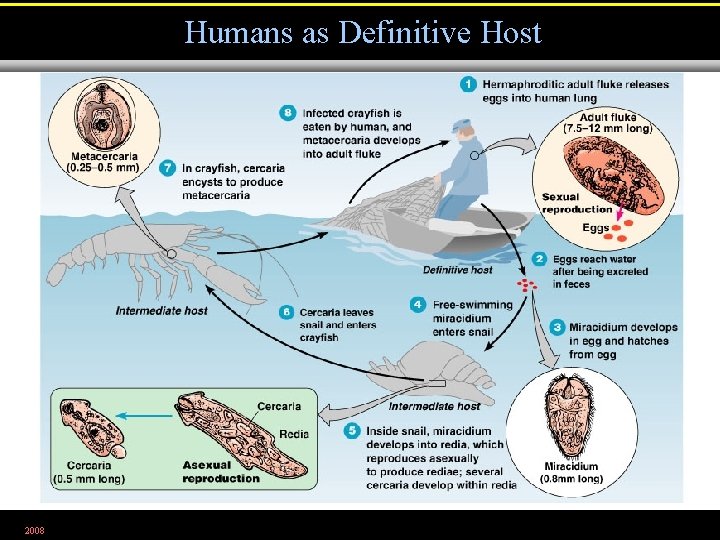 Humans as Definitive Host 2008 Figure 12. 26 