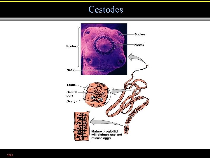 Cestodes 2008 Figure 12. 27 