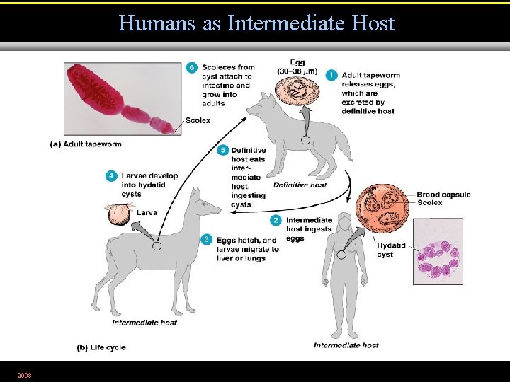 Humans as Intermediate Host 2008 Figure 12. 28 
