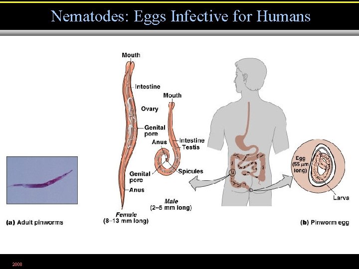 Nematodes: Eggs Infective for Humans 2008 Figure 12. 29 