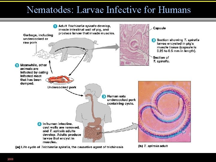 Nematodes: Larvae Infective for Humans 2008 Figure 25. 26 