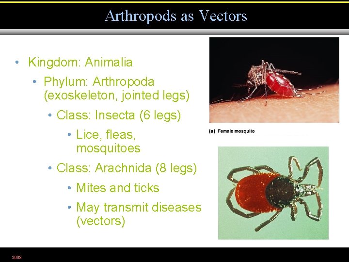 Arthropods as Vectors • Kingdom: Animalia • Phylum: Arthropoda (exoskeleton, jointed legs) • Class: