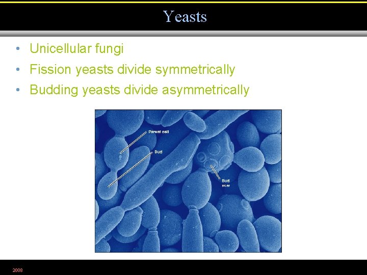 MICROBIOLOGY Chapter 12 The Eukaryotes Fungi Algae Protozoa