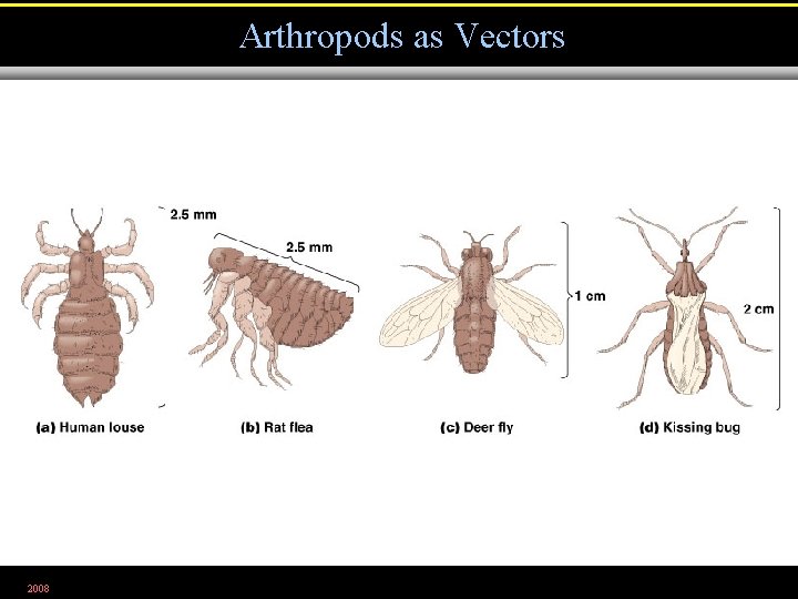 Arthropods as Vectors 2008 Figure 12. 33 