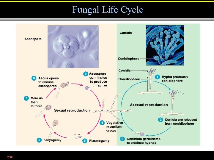 Fungal Life Cycle 2008 Figure 12. 7 