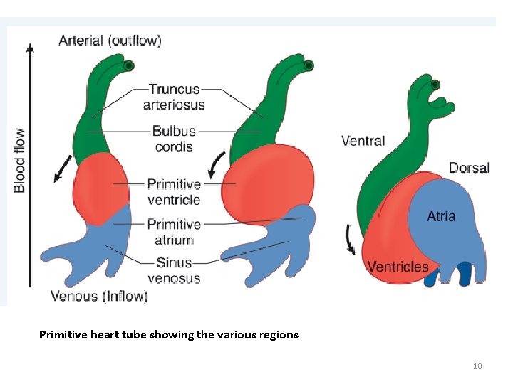 Primitive heart tube showing the various regions 10 