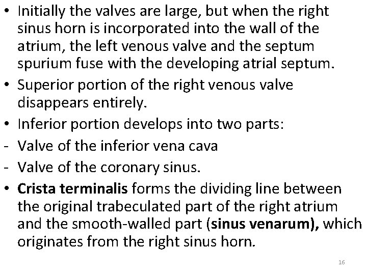  • Initially the valves are large, but when the right sinus horn is