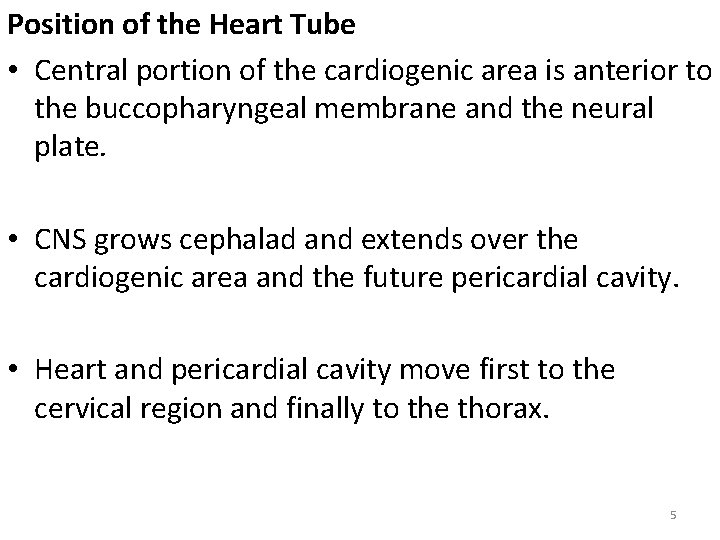 Position of the Heart Tube • Central portion of the cardiogenic area is anterior