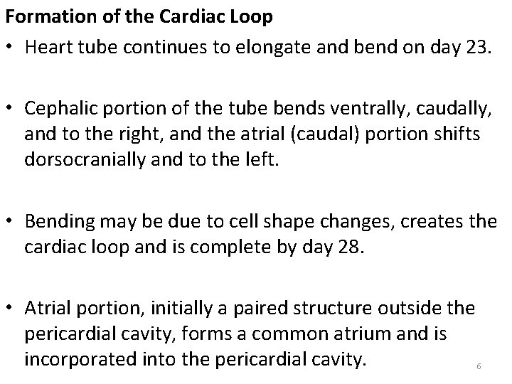 Formation of the Cardiac Loop • Heart tube continues to elongate and bend on