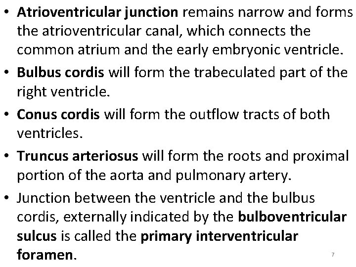  • Atrioventricular junction remains narrow and forms the atrioventricular canal, which connects the