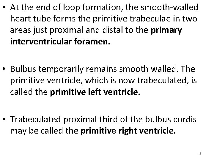  • At the end of loop formation, the smooth-walled heart tube forms the