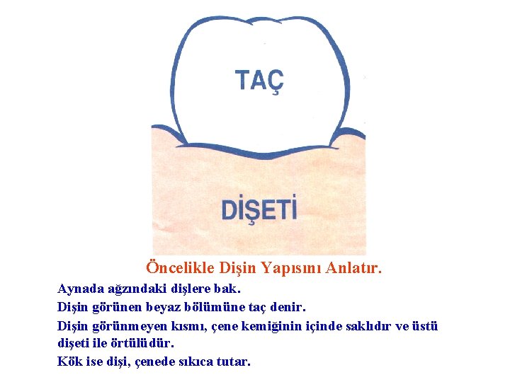 Öncelikle Dişin Yapısını Anlatır. Aynada ağzındaki dişlere bak. Dişin görünen beyaz bölümüne taç denir.