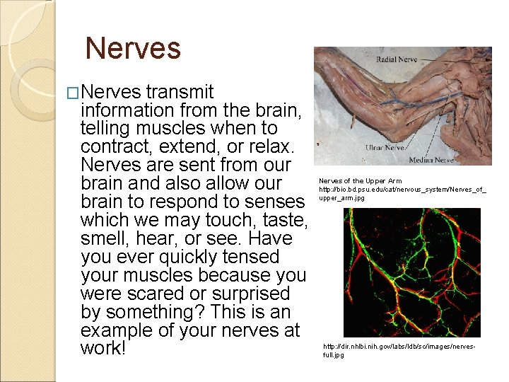 Nerves �Nerves transmit information from the brain, telling muscles when to contract, extend, or
