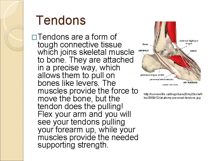 Tendons �Tendons are a form of tough connective tissue which joins skeletal muscle to