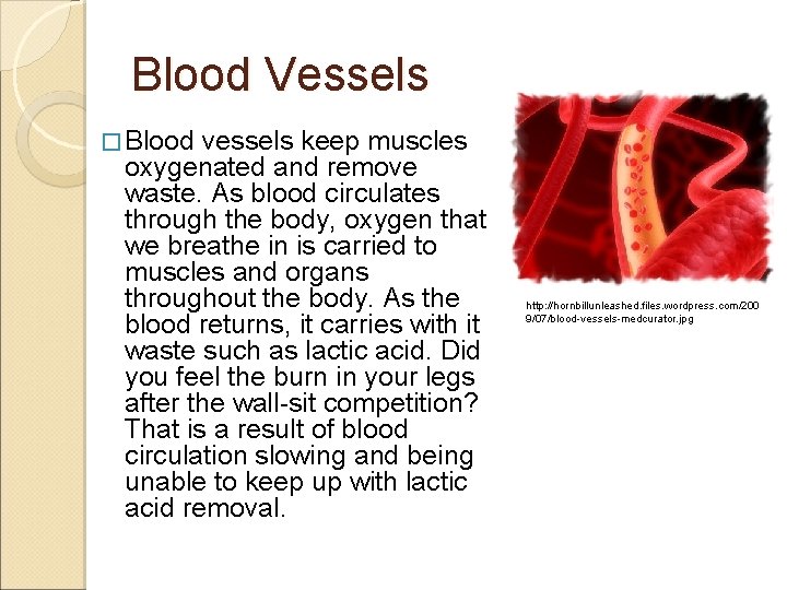 Blood Vessels � Blood vessels keep muscles oxygenated and remove waste. As blood circulates